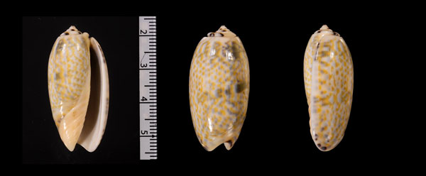 サンシキマクラの一型 Oliva r010589 small