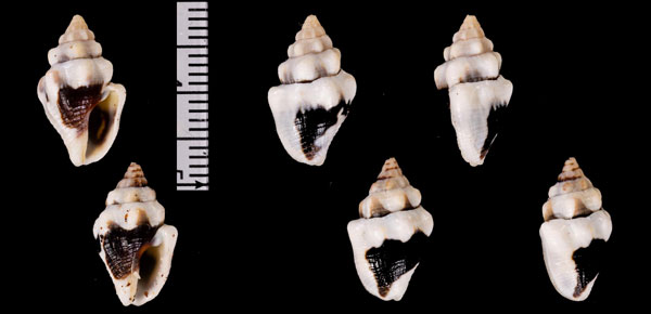 ソメワケボサツ Anachis r010593 small