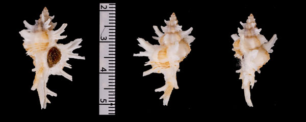 モキバショウ (仮称) Chicoreus r010594 small