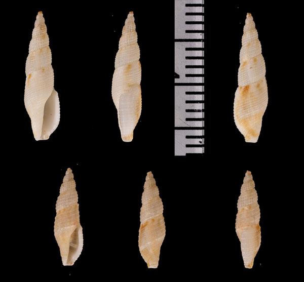 ボホールホソフデシャジク (仮称) Daphnella r010597 small