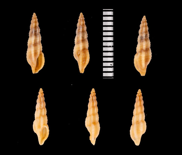 カバイロケボリクチキレツブ (仮称) Pseudorhaphitoma r010598 small