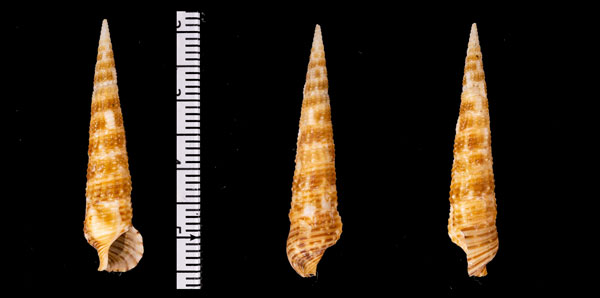 キリカニモリ Cerithium r010599 small