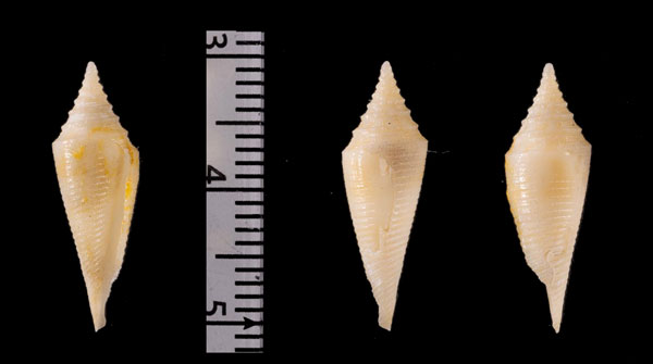 ノッポイモ Conus r010602 small