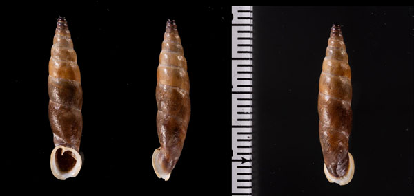 コロンビアクチコブギセル cf. Cyclonenia r010603 small