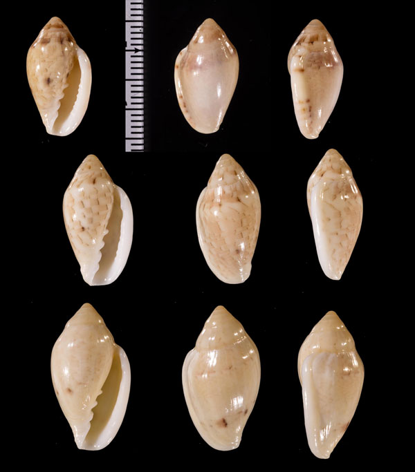 ゾラヘリトリ (仮称) Marginella r010604 small