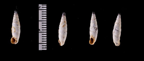 エーゲアオギセル (仮称) Albinaria r010605 small