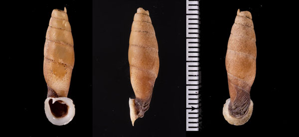 クビグロワニグチギセル (仮称) Tropidauchenia r010606 small