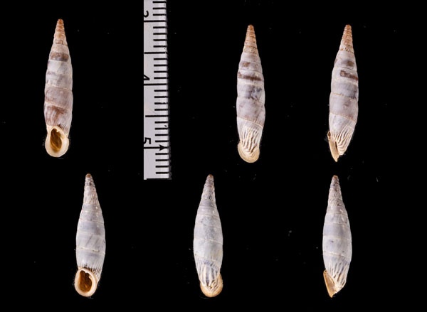クチヒダギセル (仮称) Albinaria r010608 small