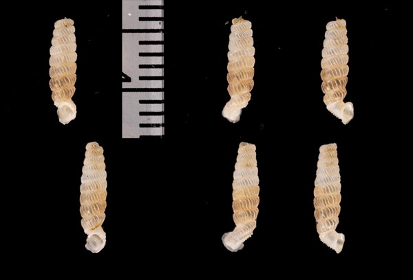 モリニパイプガイ (仮称) Brachypodella r010610 small