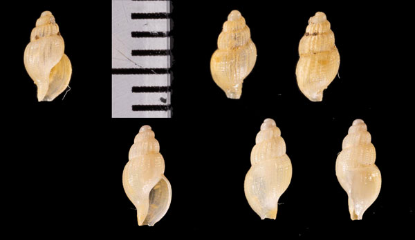 レグルスナンキョクボラ (仮称) Cominella r010612 small
