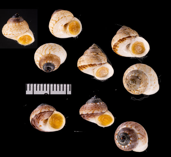 サワビーコドモヤマタニシ (仮称) Cyclotus r010614 small
