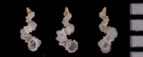 マキトケイトカケ 巻解糸掛 Cycloscala r010617 small