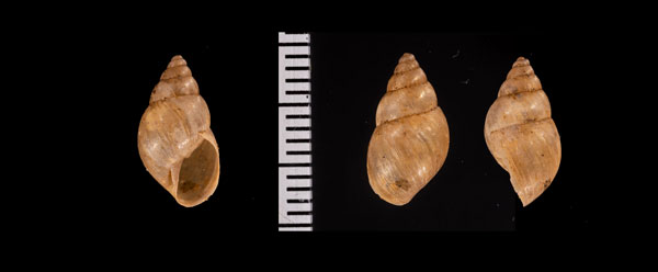 チュウベイトウガタマイマイ (仮称) Bulimulus r010621 small