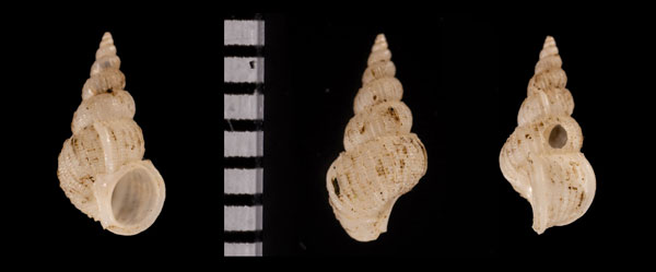 ヤングイトカケ (仮称) Filiscala r010622 small