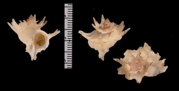 ヒラセキキョウニシ Babelomurex r010623 small