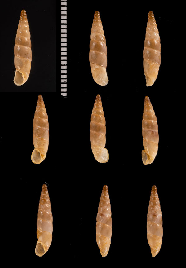 イピロスアオギセル (仮称) Albinaria r010625 small