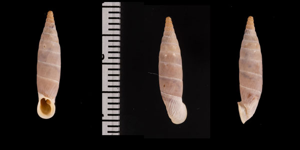 ペトレスゾウゲギセル (仮称) Albinaria r010626 small