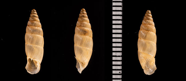アルゴスニシキギセル (仮称) Albinaria r010630 small