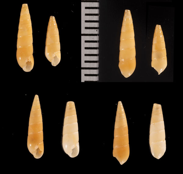 ケープホソクチキレ (仮称) Syrnola r010634 small