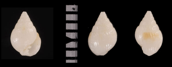 タテヒダマメウラシマ 未詳 Ringicula r010635 small