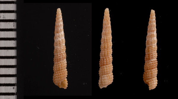 キヌメダカニモリ (仮称) Metaxia r010636 small