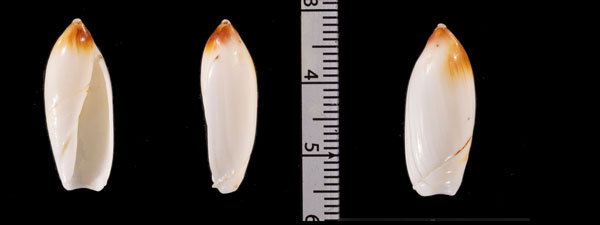ツツガタリュウグウボタル (仮称) Ancilla r010640 small