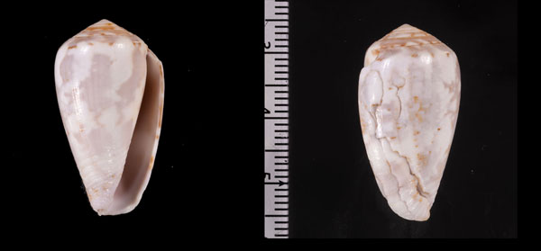 ラヌンキュルスイモ Conus r010644 small