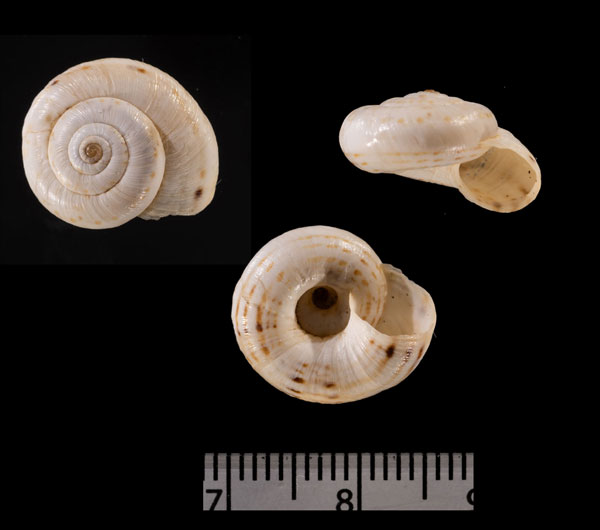 ユレムココマイマイの仲間 Helicella r010645 small