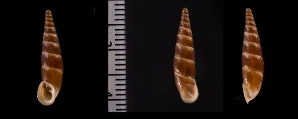 ブチェジキセル (仮称) Alopia r010646 small