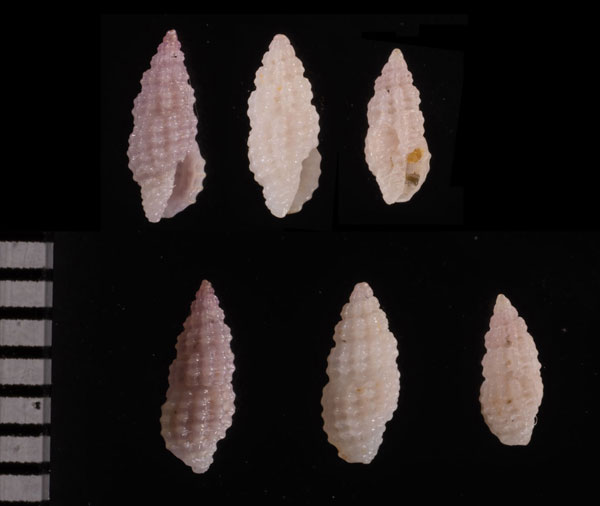 フジイロコウシツブ 藤色格子小螺 Pseudodaphnella r010648 small