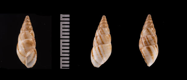 アラウシトウガタマイマイ (仮称) Bostryx r010649 small