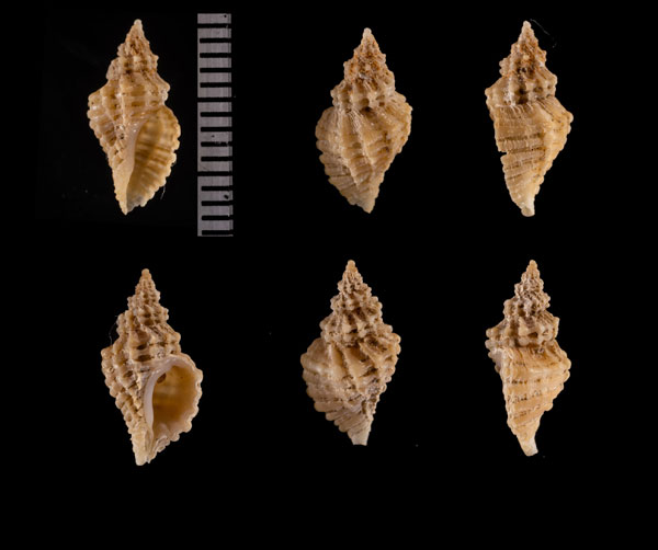 ファウラコウシツブ (仮称) Tritonoturris r010653 small