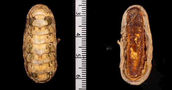 クロニシキヒザラ (仮称) Onithochiton r010657 small