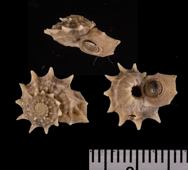 リンボウヒメカタベ Bathyliotina r010660 small