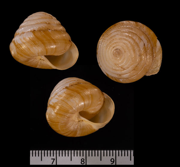 アダムオソナエマイマイ (仮称)   Sagda r010663 small