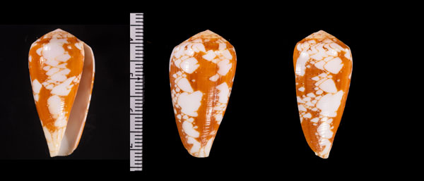 コルビエアジロイモ (仮称)  Conus r010672 small