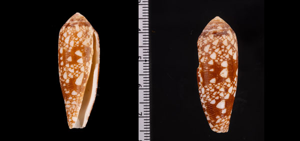 ホソツボイモ (仮称)  Conus r010673 small
