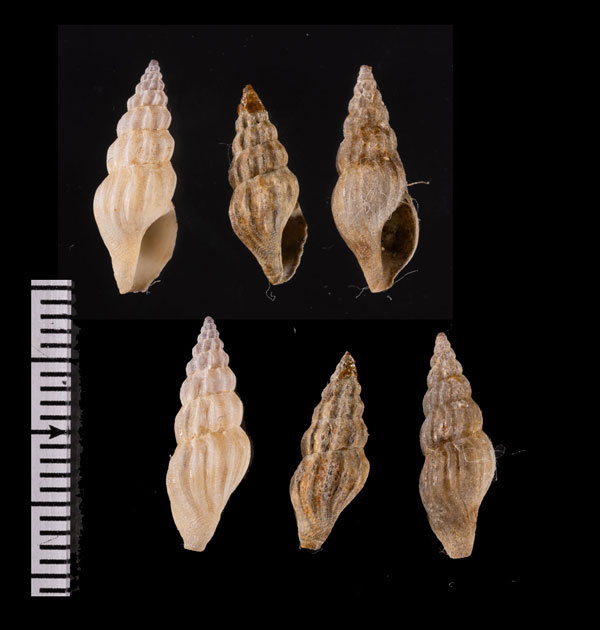 マンジガイ類　未詳 Oenopota r010675 small