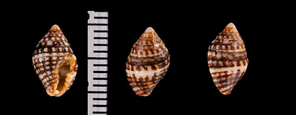 シロイボノシガイ Engina r010676 small