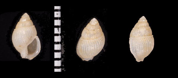 クシモトチビハナムシロ 未詳 Nassarius r010678 small