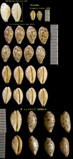 ゴマフダカラ 胡麻斑宝 Ransoniella punctata punctata small