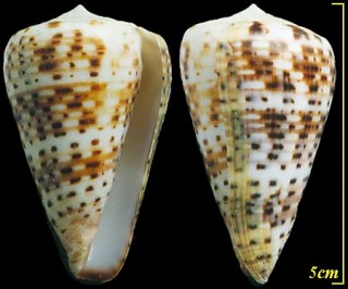 コチョウイモの一種 Conus pulcher siamensis