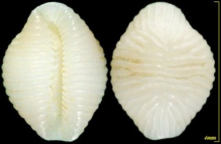 ナガレボリシラタマ Trivirostra pellucidula