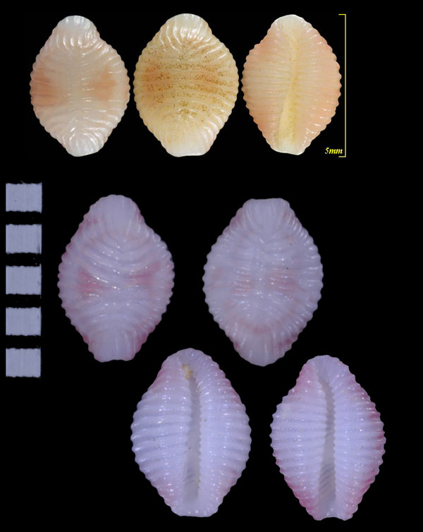 バラフシラタマ 薔薇斑白玉 Trivirostra exigua