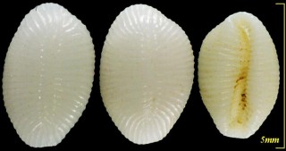 コムギツブガイ Trivirostra hordacea