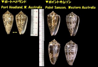 ビクトリアジョウオウイモ Conus victoriae small