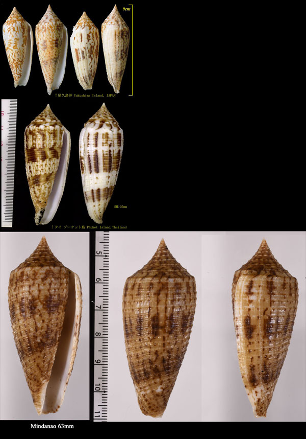 ナガイモ (サナダイモ) Conus australis small