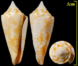 カサゴイモ Conus lemniscatus small