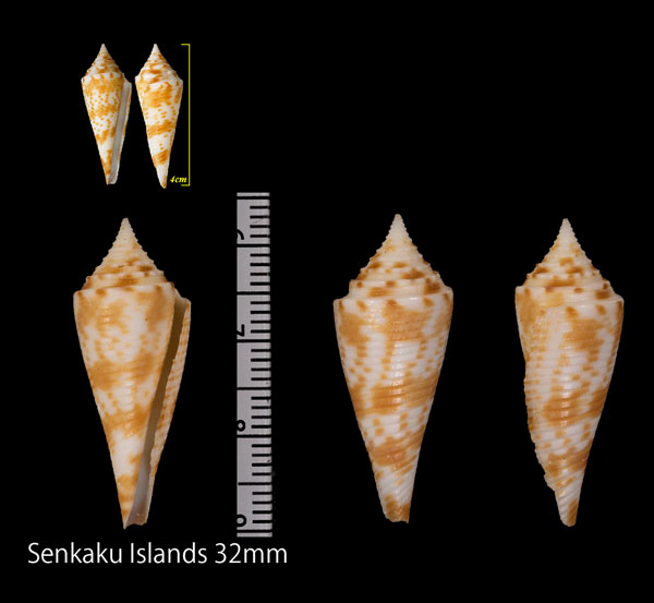 ユメイモ Conus comatosa small