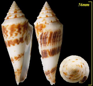 リュウオウイモ 竜王芋 Conus ichinoseana small